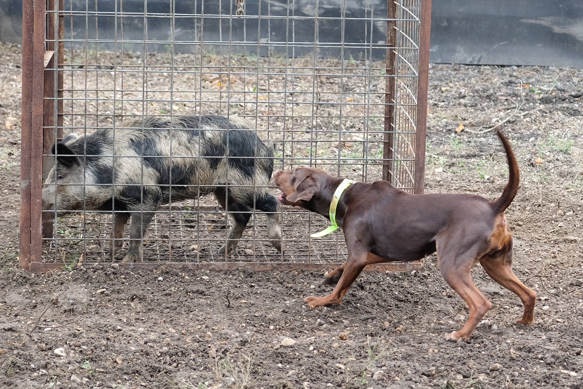 sooner hog