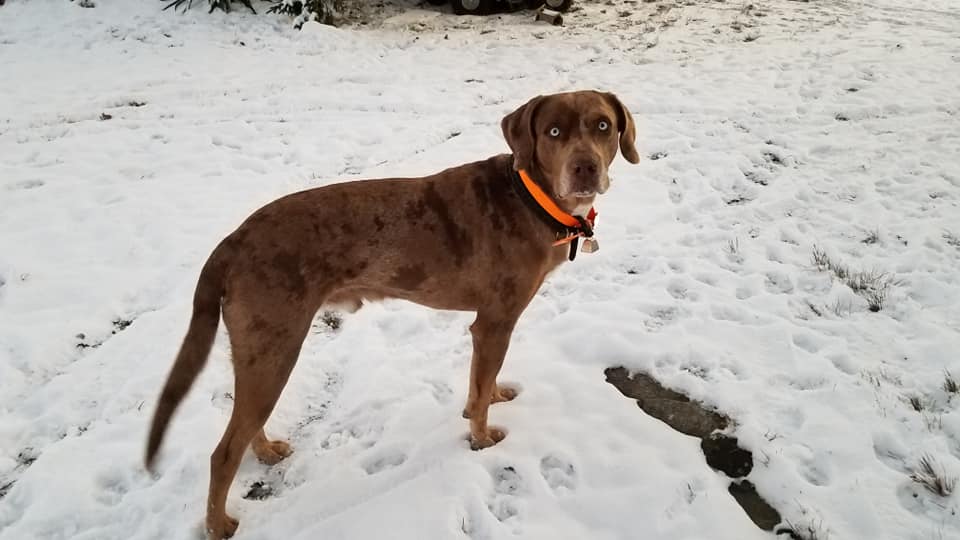patch snow