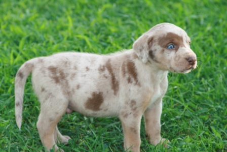 patch puppy