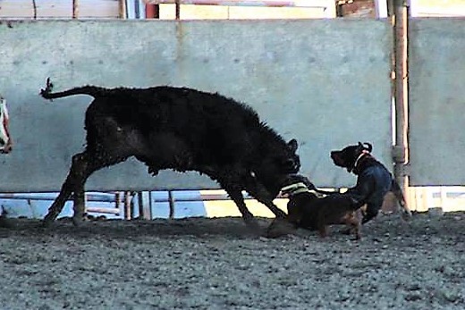 sooner cattle