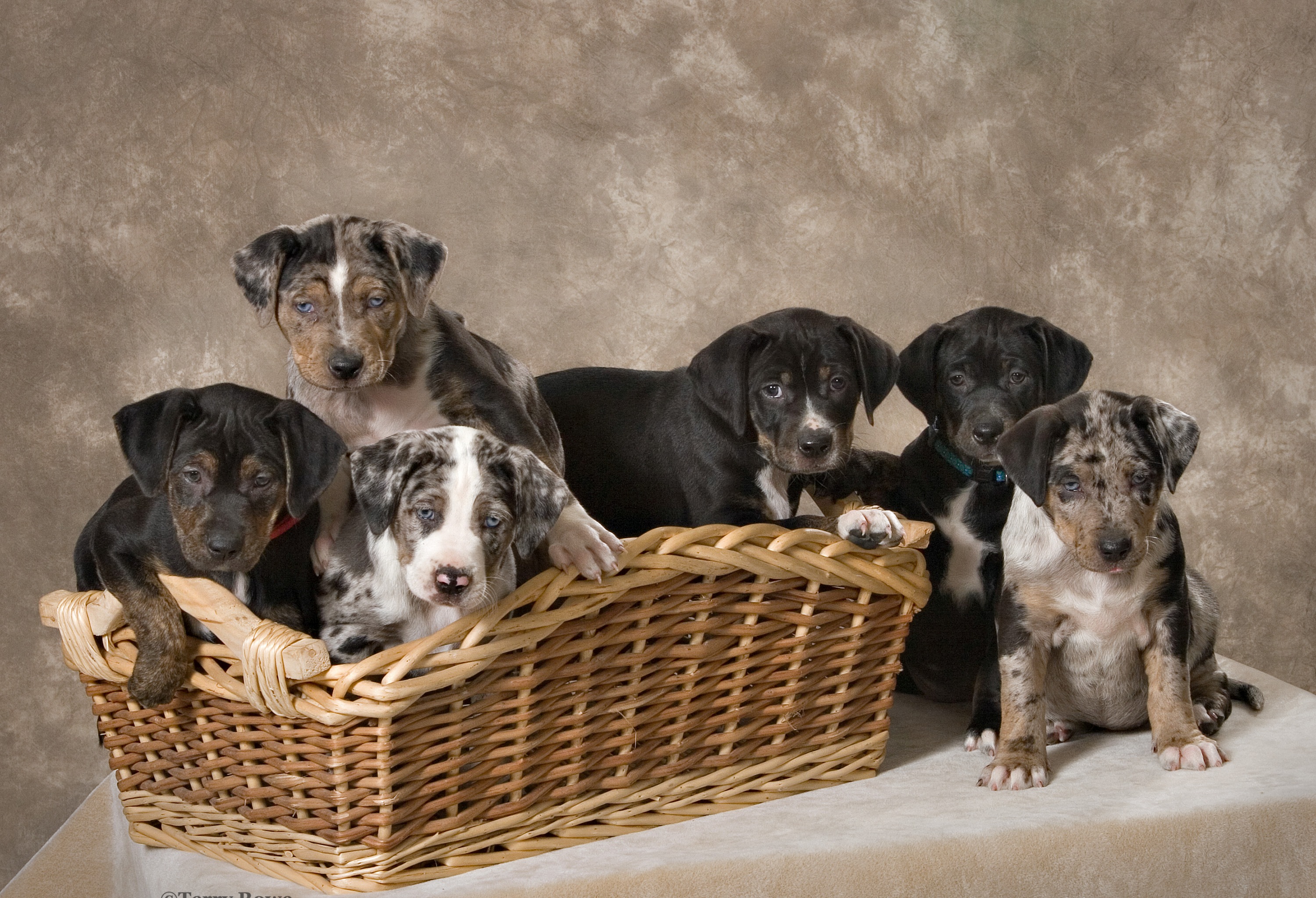 This photo is the outstanding work of Terry Rowe   www.rowepetart.com/info.html